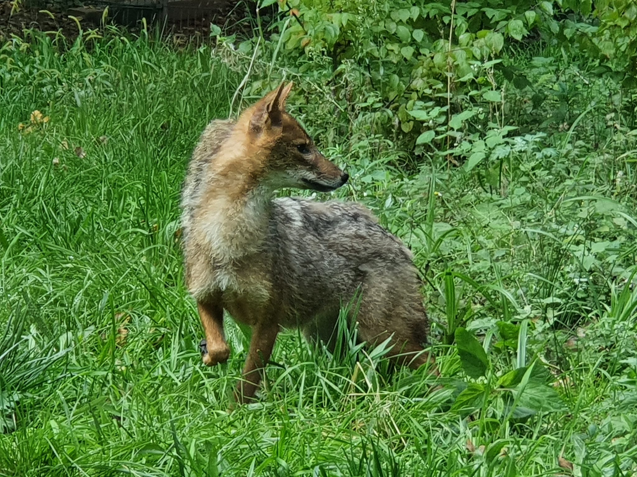 Europäischer Goldschakal Tiergehege Kaisergarten