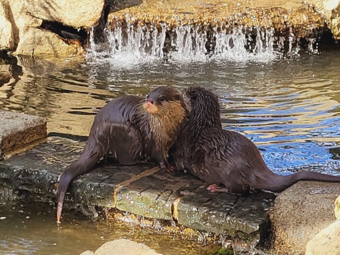 Otter Otti Ottilia Einzug