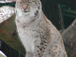 Luchs